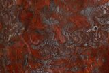 Polished Stromatolite (Collenia) Slab - Minnesota #311086-1